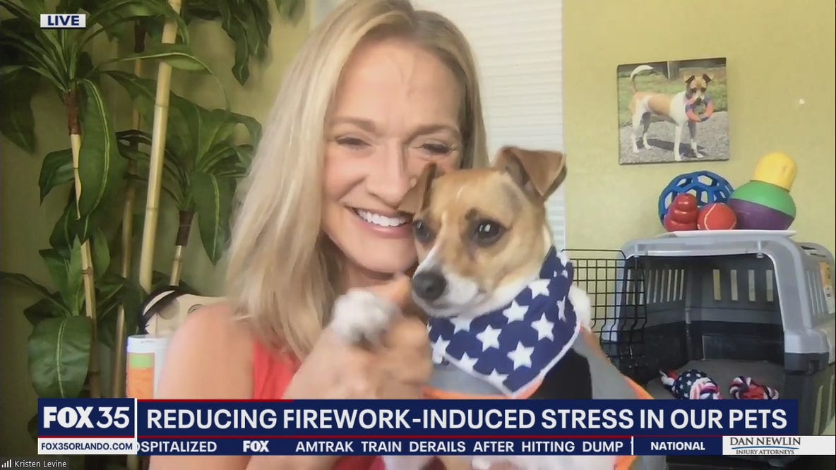 4th of July: Reducing firework-induced stress in our pets